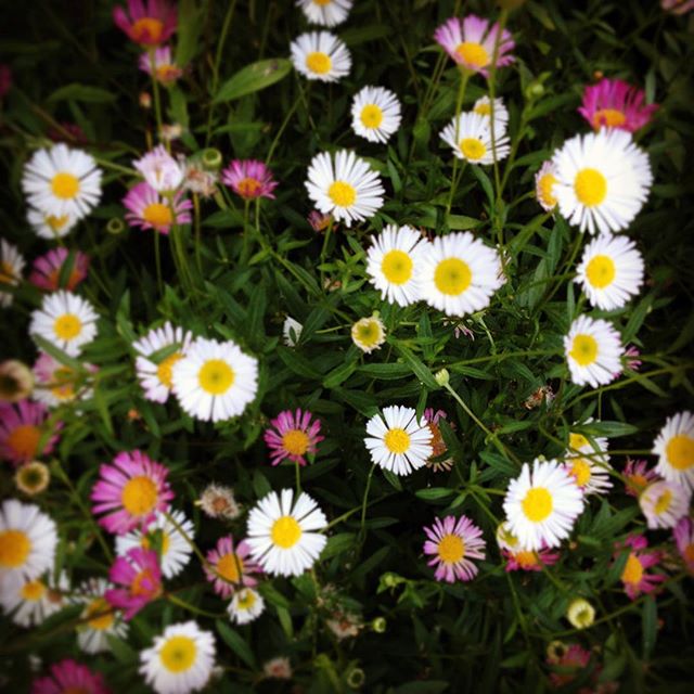 Mini daisies or something …